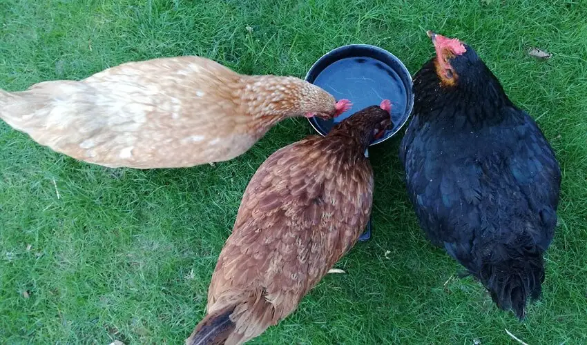 Pourquoi mettre du vinaigre dans leau des poules