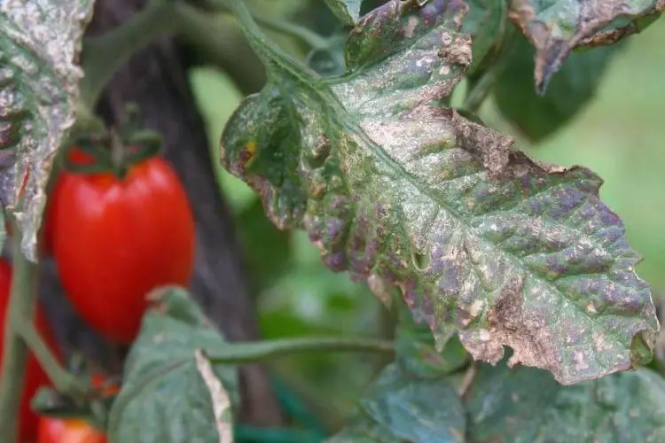 Comment arreter le mildiou des tomates