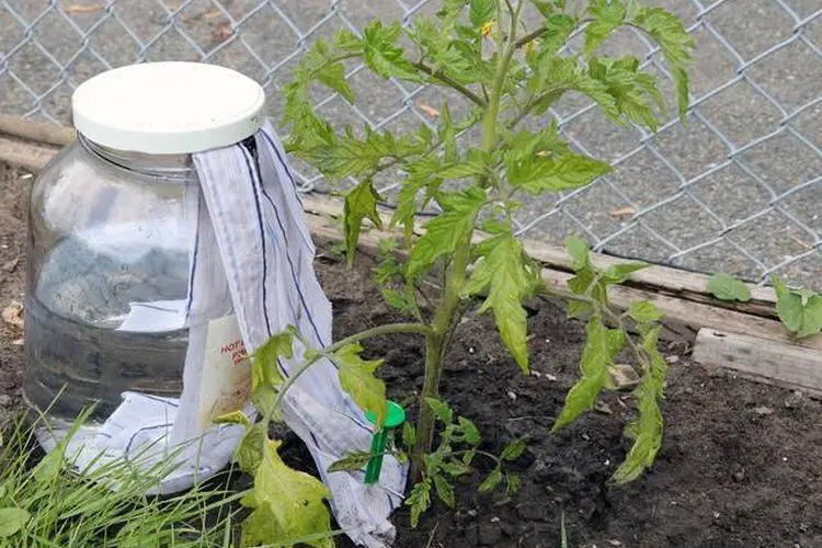 Comment arroser des plants de tomates