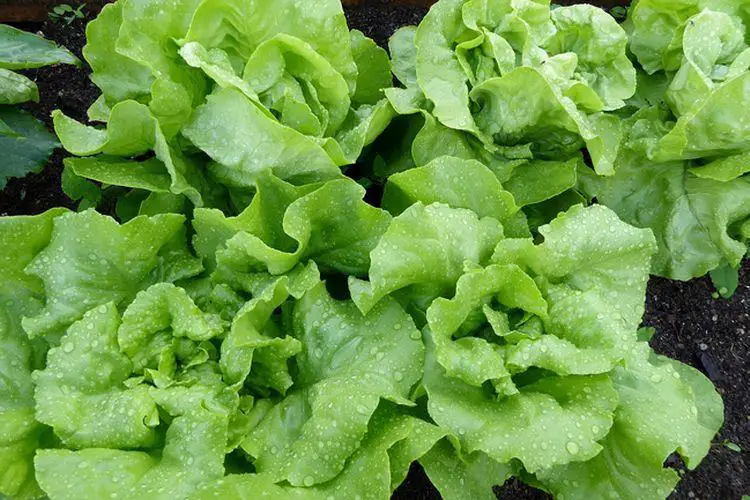 Comment arroser les salades