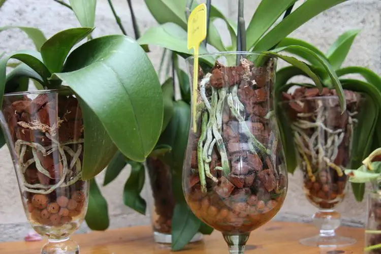 Comment arroser une orchidee dans un vase