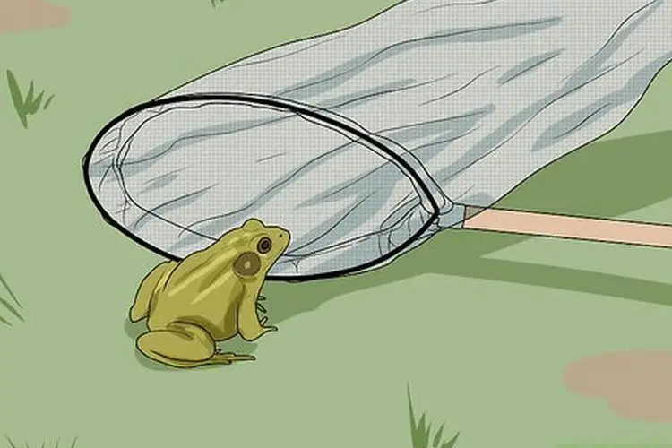 Comment attraper des grenouilles