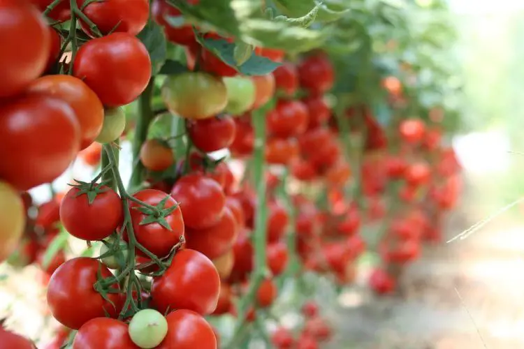 Comment avoir beaucoup de tomates sur un pied