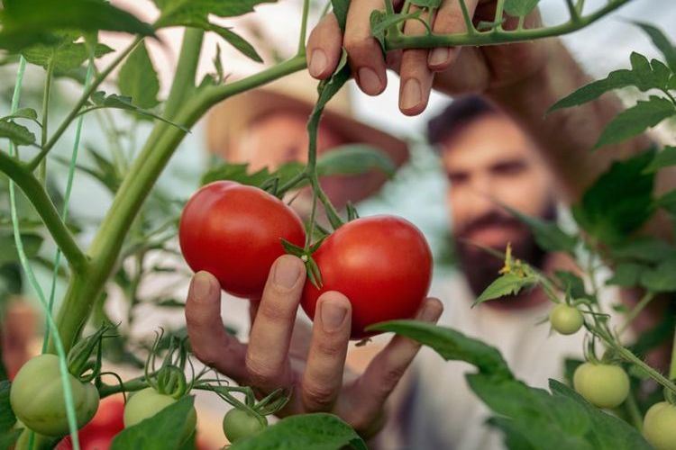 Comment avoir de belles tomates