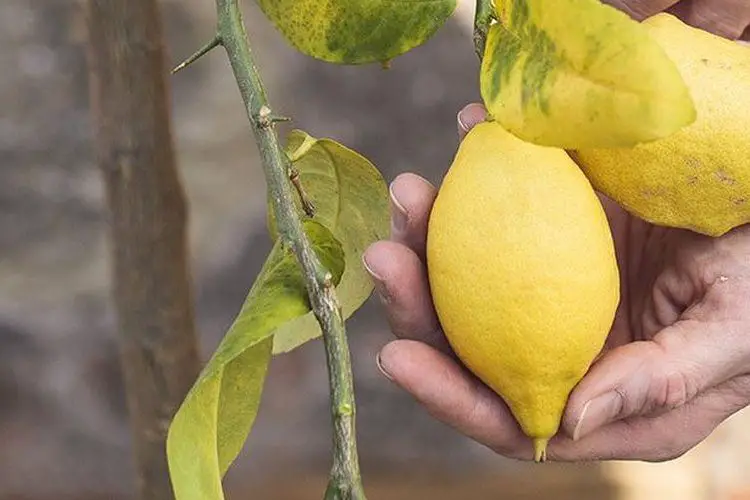 Comment avoir des citrons sur un citronnier
