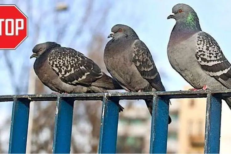 Comment chasser les pigeons de mon balcon