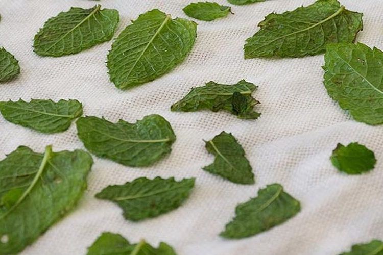 Comment conserver des feuilles de menthe