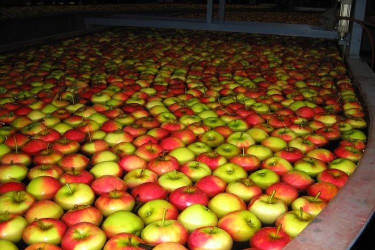 Comment conserver des pommes