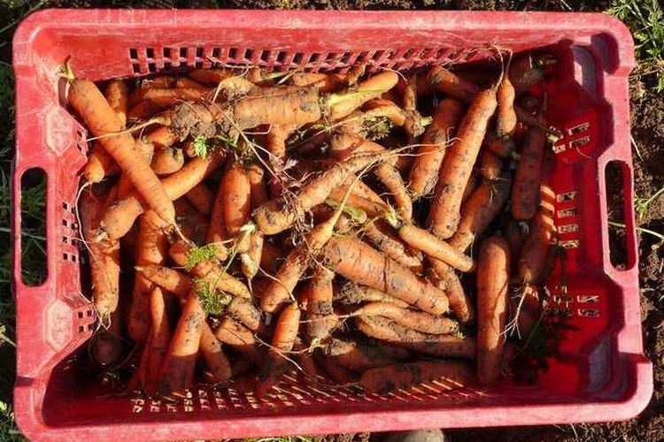 Comment conserver les carottes du jardin