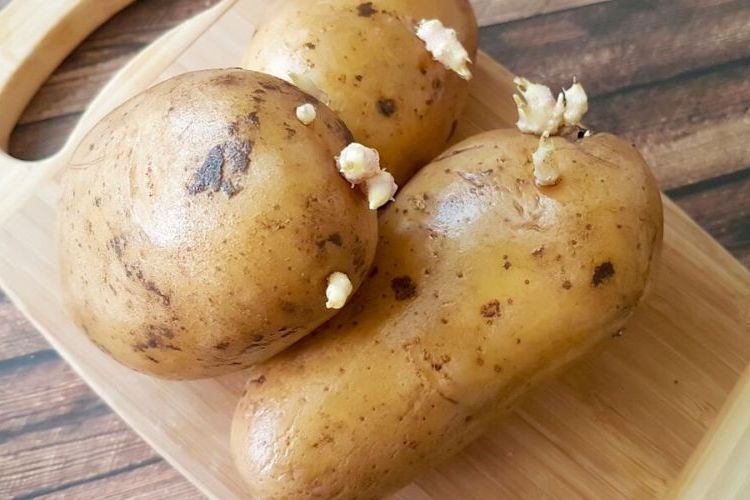 Comment conserver les pommes de terre sans quelles germent