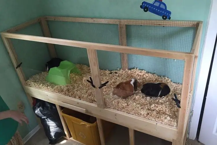Comment construire une cage pour cochon dinde