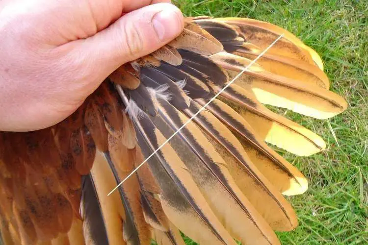 Comment couper les ailes dune poule