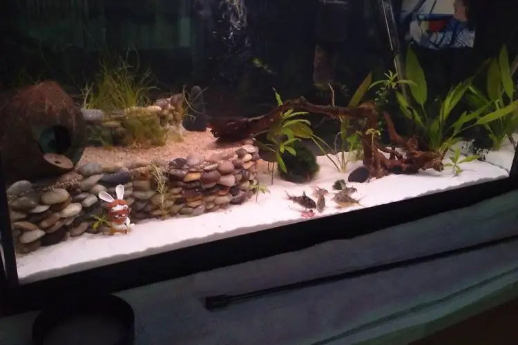 Comment creer une terrasse dans un aquarium