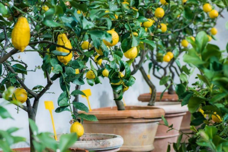 Comment cultiver le citronnier en pot