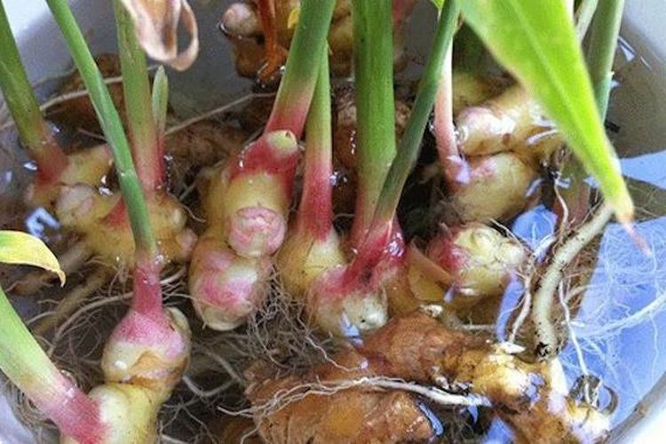 Comment cultiver le gingembre