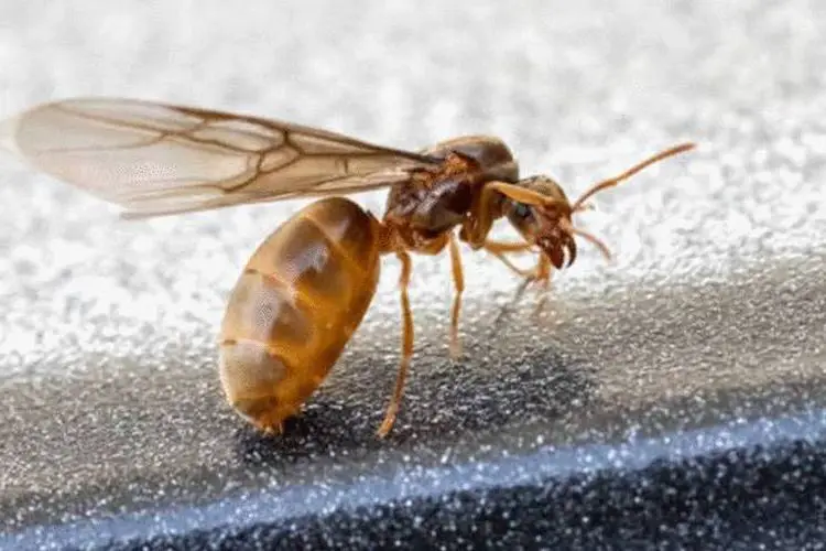 Comment detruire un nid de fourmis volante