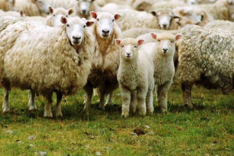 Comment elever des moutons