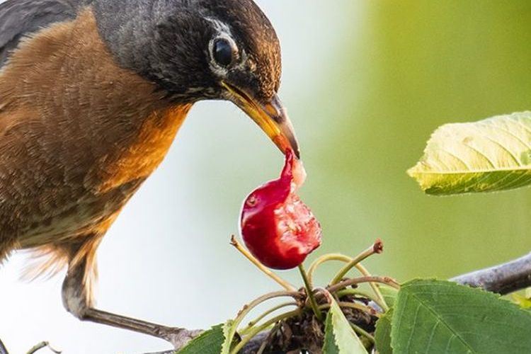 Comment empecher les oiseaux de manger les cerises