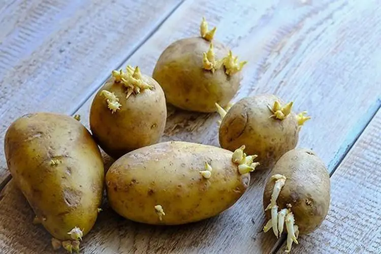 Comment empecher les pommes de terre de germer