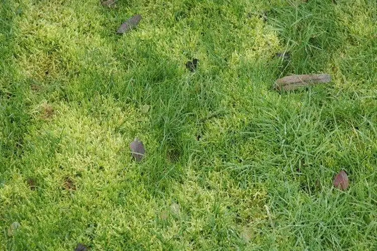 Comment enlever la mousse sur la pelouse