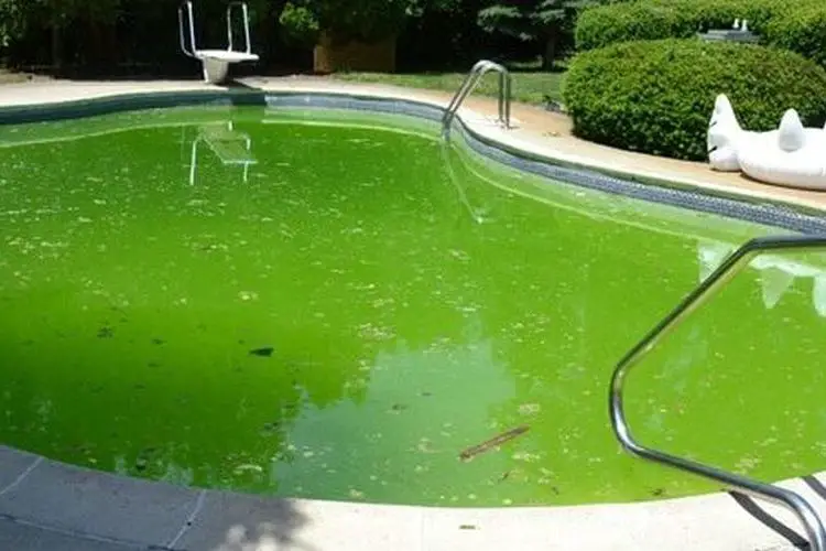 Comment enlever les algues dans une piscine