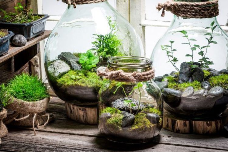 Comment entretenir des plantes dans un bocal en verre