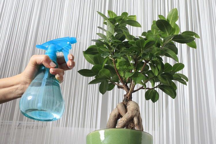 Comment entretenir un bonsai dinterieur