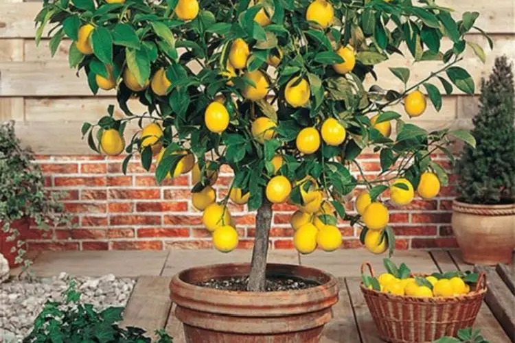 Comment entretenir un citronnier en pot