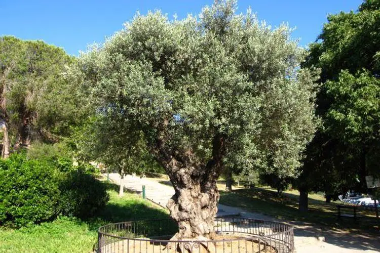 Comment entretenir un olivier dans le nord