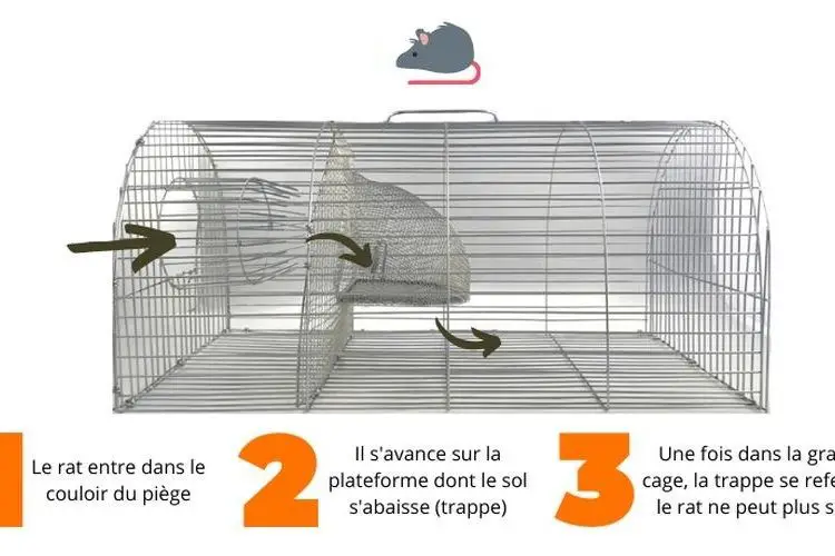 Comment fonctionne un piege a rat