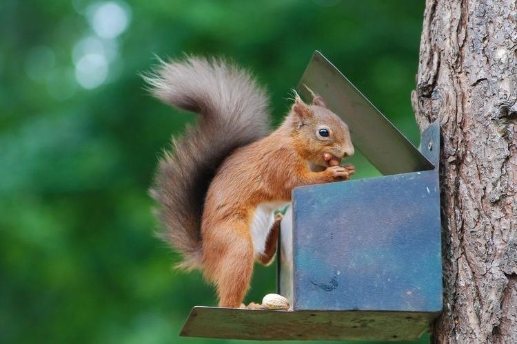 Comment garder un ecureuil dans son jardin