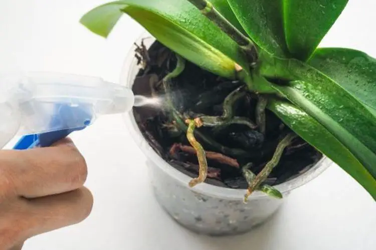Comment garder une orchidee en pot