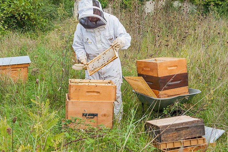Comment installer une ruche