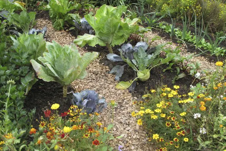 Comment jardiner sans travailler le sol