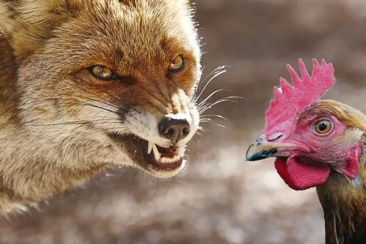 Comment le renard attaque les poules