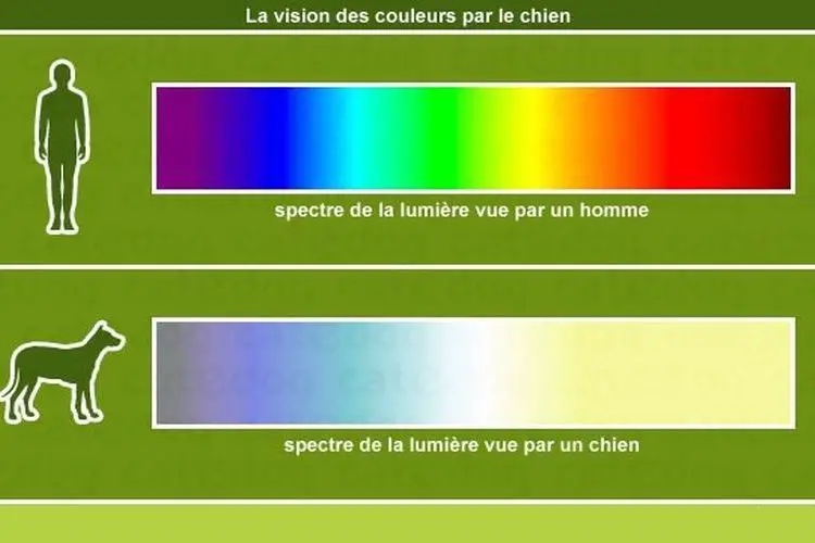 Comment les animaux voient les couleurs
