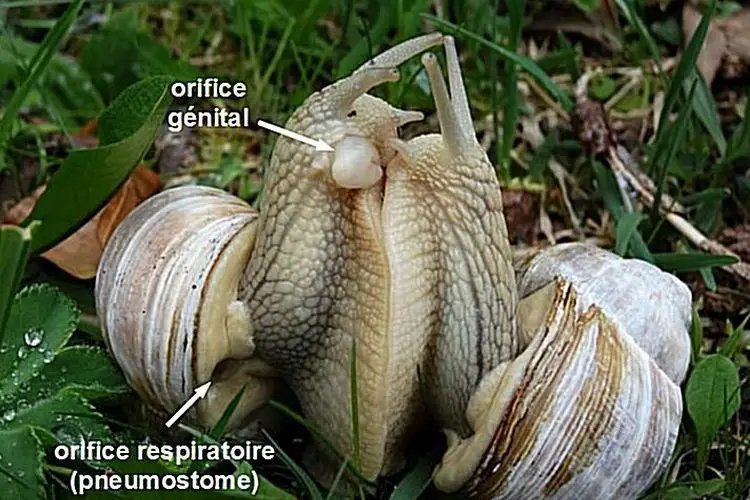 Comment les escargot se reproduisent