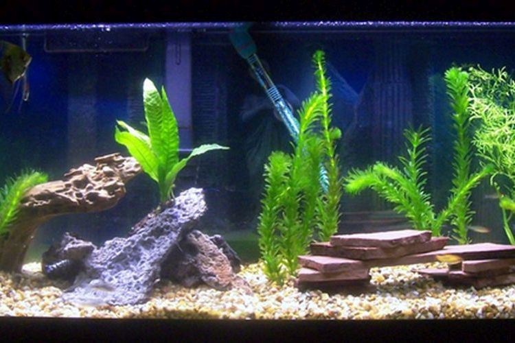 Comment mettre des plantes dans un aquarium
