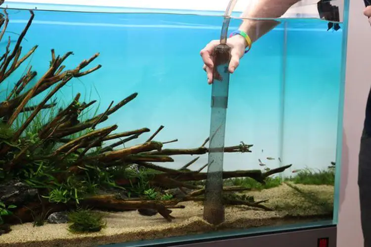 Comment nettoyer le fond dun aquarium