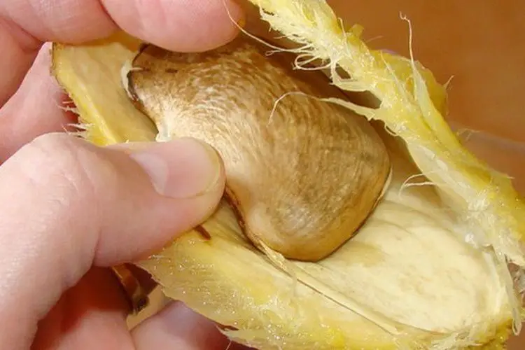 Comment ouvrir un noyau de mangue