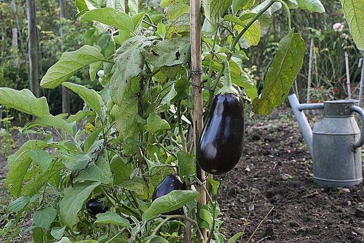 Comment planter des aubergines