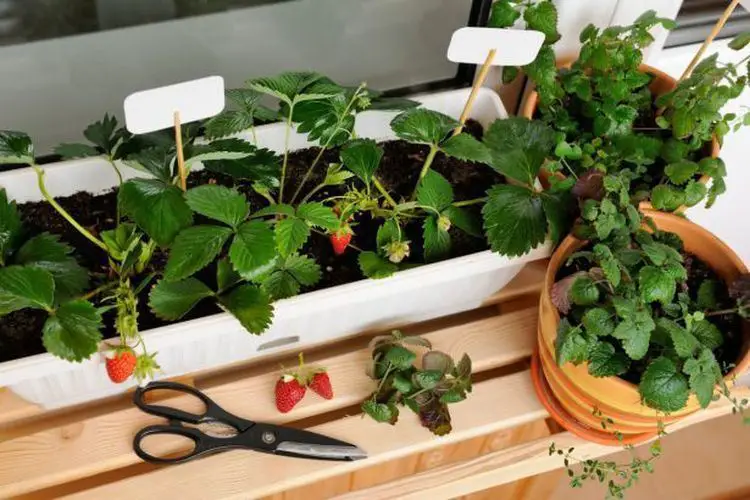Comment planter des fraisiers en jardiniere