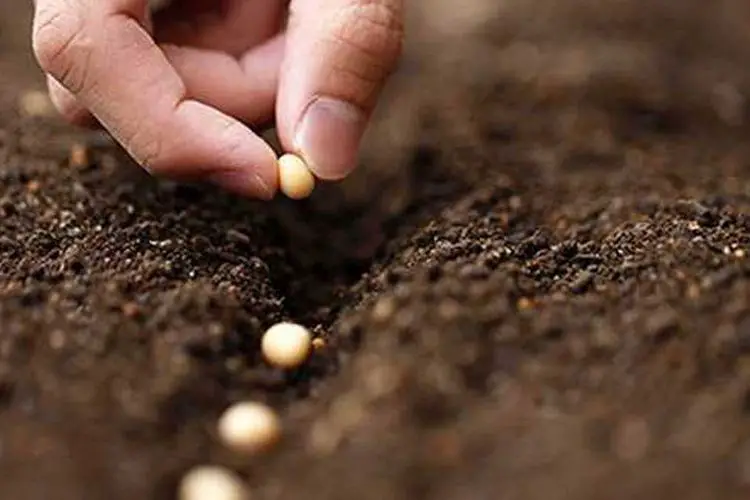 Comment planter des graines