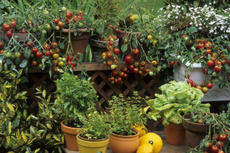 Comment planter des tomates en pot