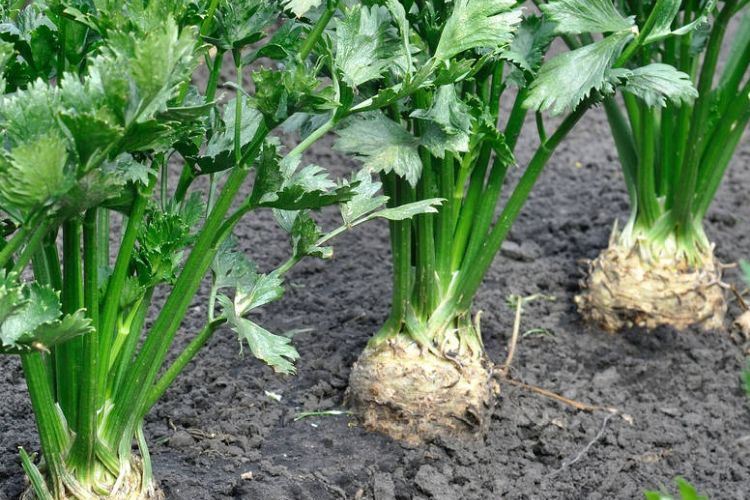 Comment planter du celeri