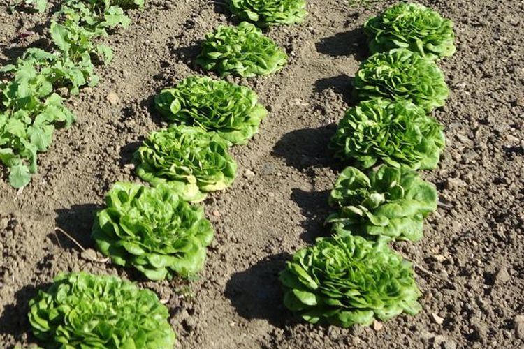 Comment planter les salades