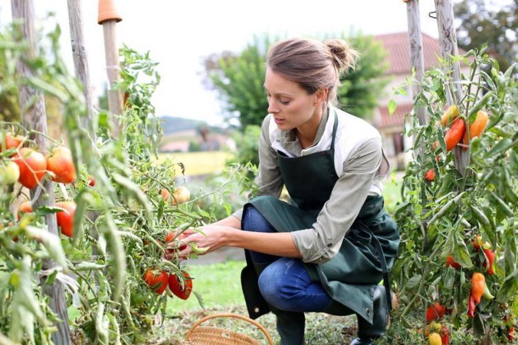 Comment planter les tomates