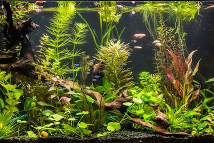 Comment planter un aquarium deau douce