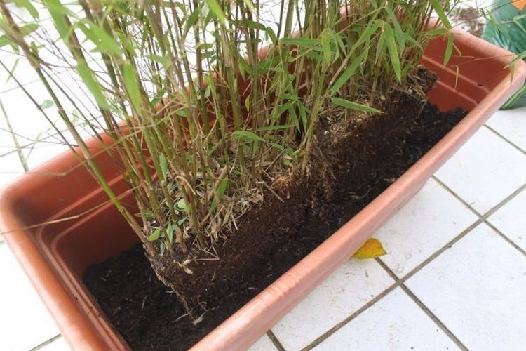 Comment planter un bambou dans un pot