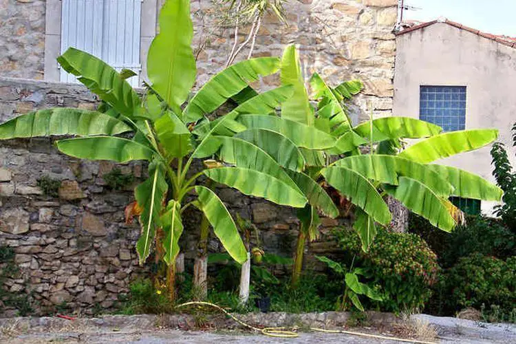 Comment planter un bananier en exterieur